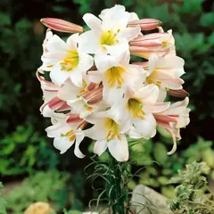 Лилия Регале Албум трубчатая