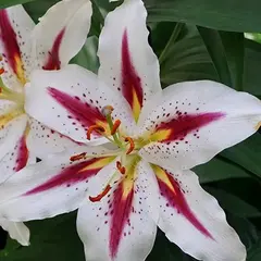 Лилия Биг Смаил восточная