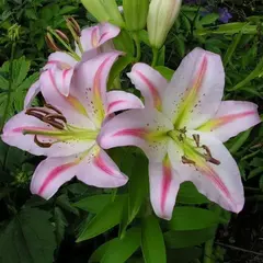 Лилия Бергамо восточная