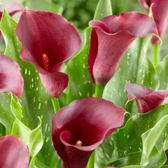 Калла Капитан Рено