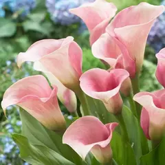 Калла Капитан Розетт