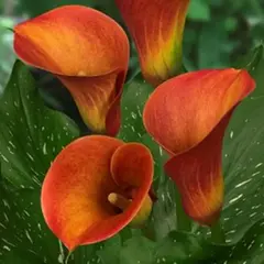 Калла Капитан Сафари