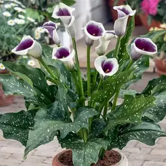 Калла Пикассо