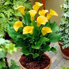 Калла Саншайн