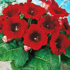 Глоксиния Дефианс