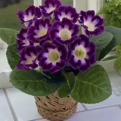 Глоксиния Голливуд