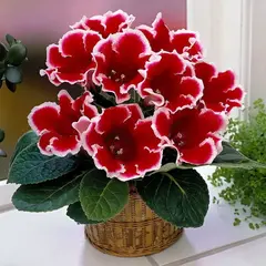 Глоксиния Кайзер Фридрих