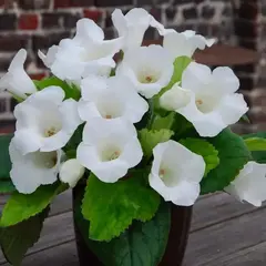 Глоксиния Монт Бланк