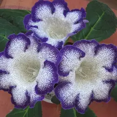 Глоксиния Тайгер Блю