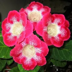 Глоксиния Тайгер Ред