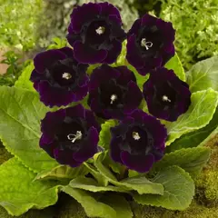 Глоксиния Виолацея