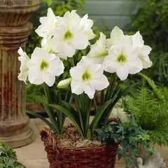 Амариллис (Гиппеаструм) Антарктика