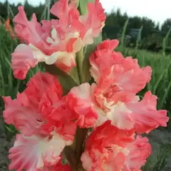 Гладиолус Божественная Любовь