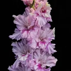 Гладиолус Ва-Банк