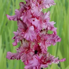 Гладиолус Подводный мир