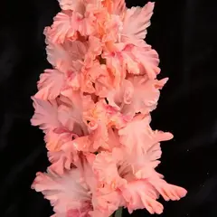 Гладиолус Меланхолия