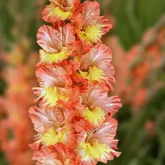 Гладиолус Коралловые Острова