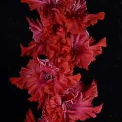 Гладиолус Идеальный Шторм