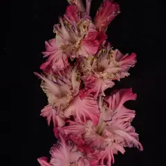 Гладиолус Звездная Болезнь