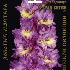 Гладиолус Град Китеж