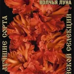 Гладиолус Волчья Луна