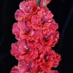 Гладиолус Винни Пух Экстра