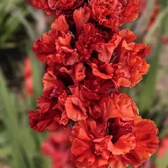 Гладиолус Юра Шевчук