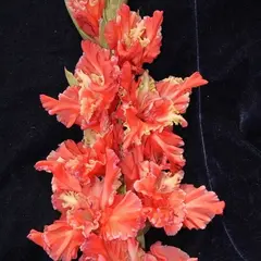 Гладиолус Чеширский Кот