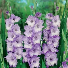 Гладиолус Блю Фрост