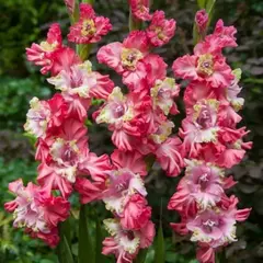 Гладиолус Брокен Херл Фриззл