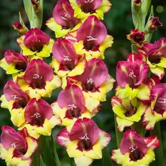 Гладиолус Васто