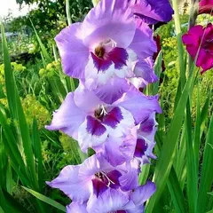 Гладиолус Виста