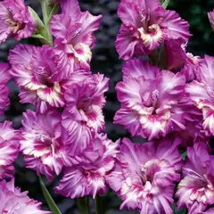 Гладиолус Вувузела Фриззл