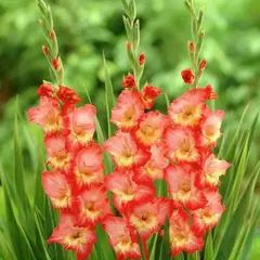 Гладиолус Драма