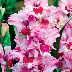 Гладиолус Зэтс Лав