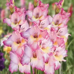 Гладиолус Кампания