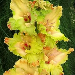 Гладиолус Киев