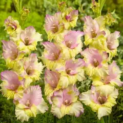 Гладиолус Мон Амур