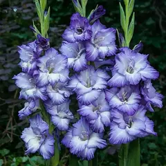 Гладиолус Тритон