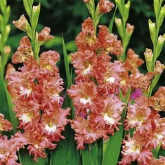 Гладиолус Фриззлд Корал Лейс