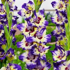 Гладиолус Циркус Клаб