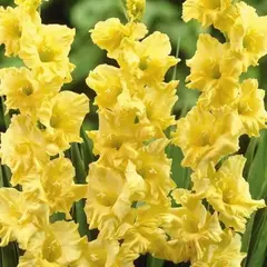 Гладиолус Морнинг Голд