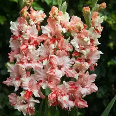 Гладиолус Фриззл Баттерфляй