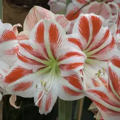 Амариллис (Гиппеаструм) Клоун