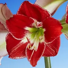 Амариллис (Гиппеаструм) Сильвер Куин