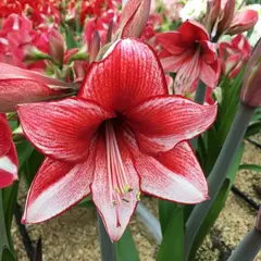 Амариллис (Гиппеаструм) Харизма