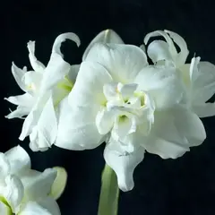 Амариллис (Гиппеаструм) Акико