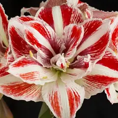 Амариллис (Гиппеаструм) Брайт Нимф