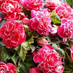 Бегония Камелия