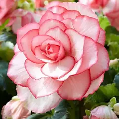 Бегония Роузбад